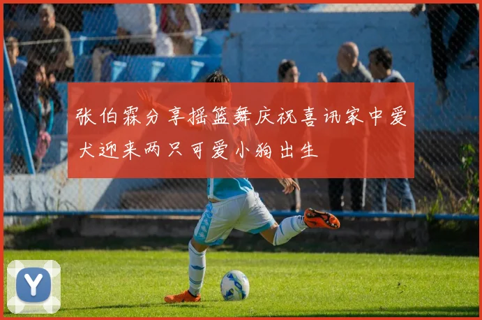 张伯霖分享摇篮舞庆祝喜讯家中爱犬迎来两只可爱小狗出生